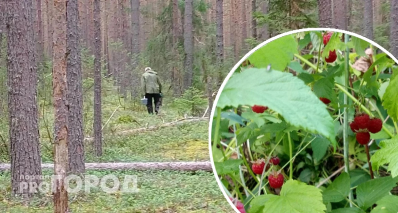 Составили карту полян с малиной в лесах Ярославля