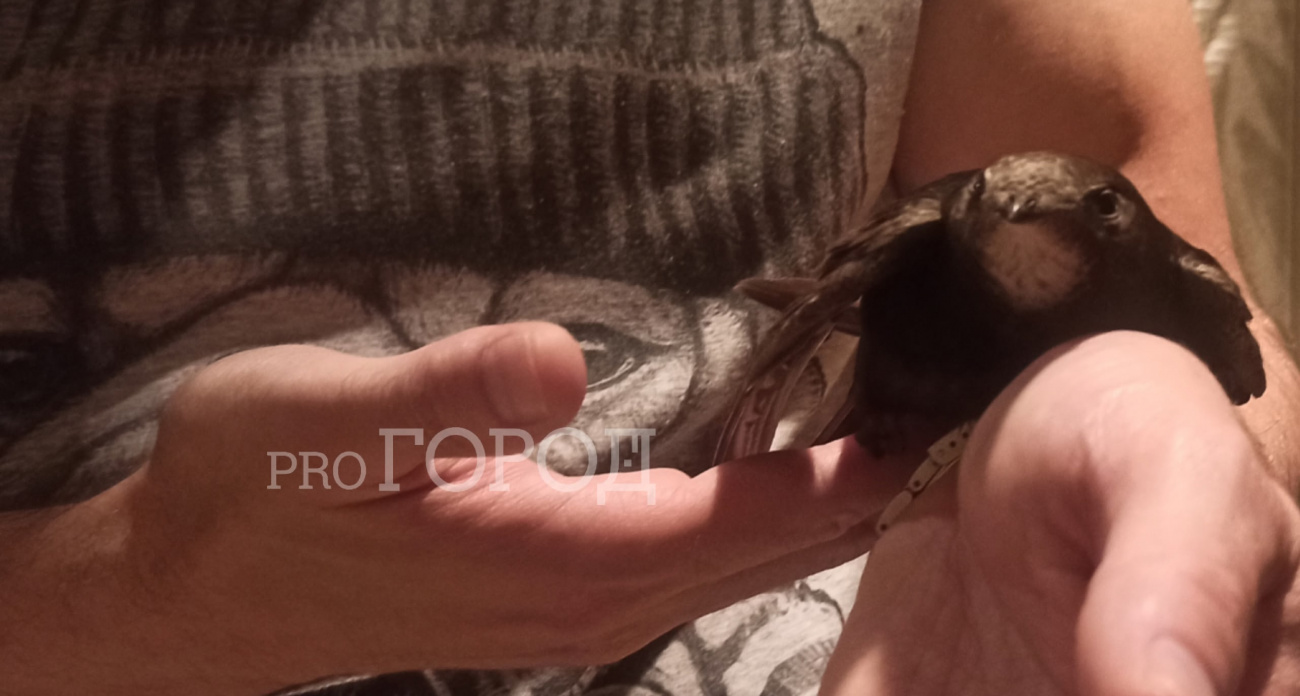 В Ярославле начался сезон падающих стрижей