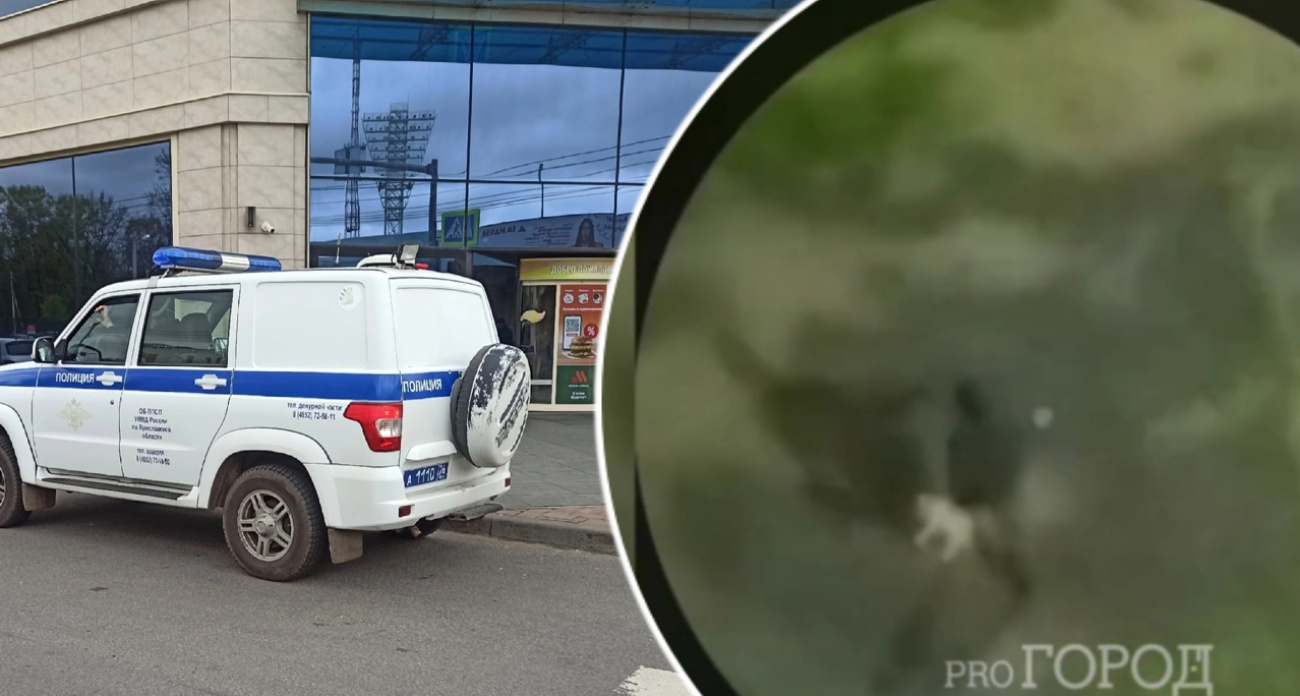 Жители Переславля требуют наказать садиста, мучавшего кота