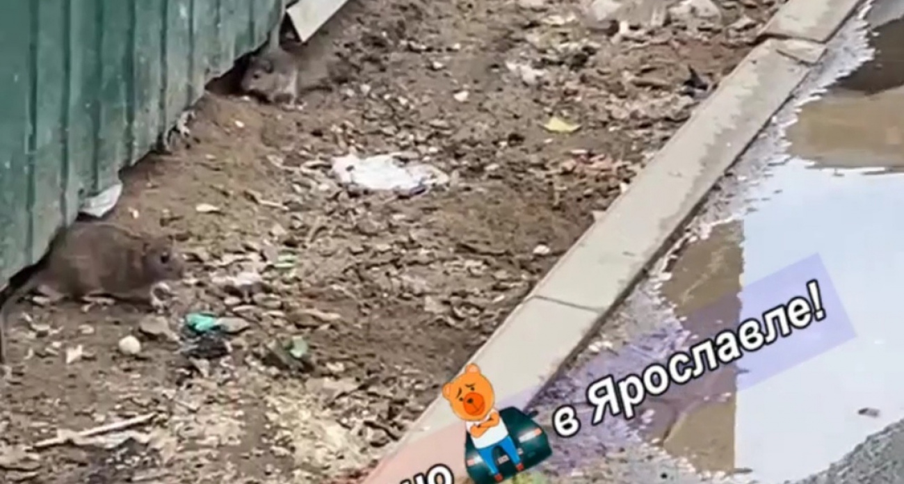 В Дзержинском районе Ярославля заметили крыс