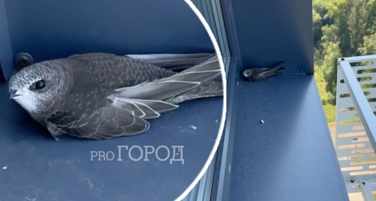 Падающие стрижи прилетают в квартиры жителей Ярославля