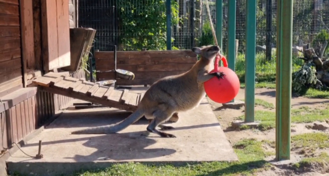  Кенгуру с мячом покорил сердца жителей Ярославля