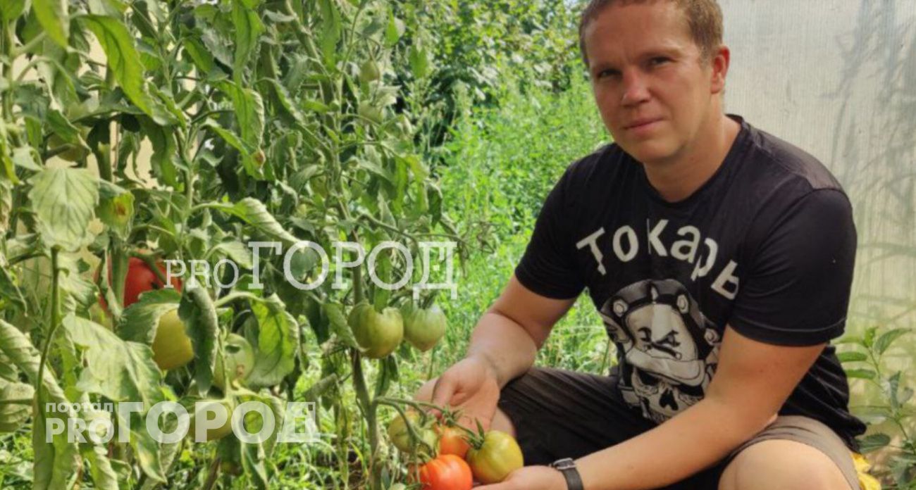 Огородник из Ярославля раскрыл секрет урожая сочных томатов: "Нужна газонокосилка"