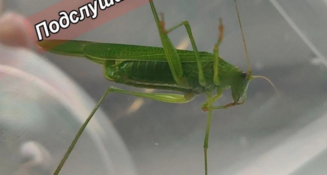 Erkak kasalligining azosi