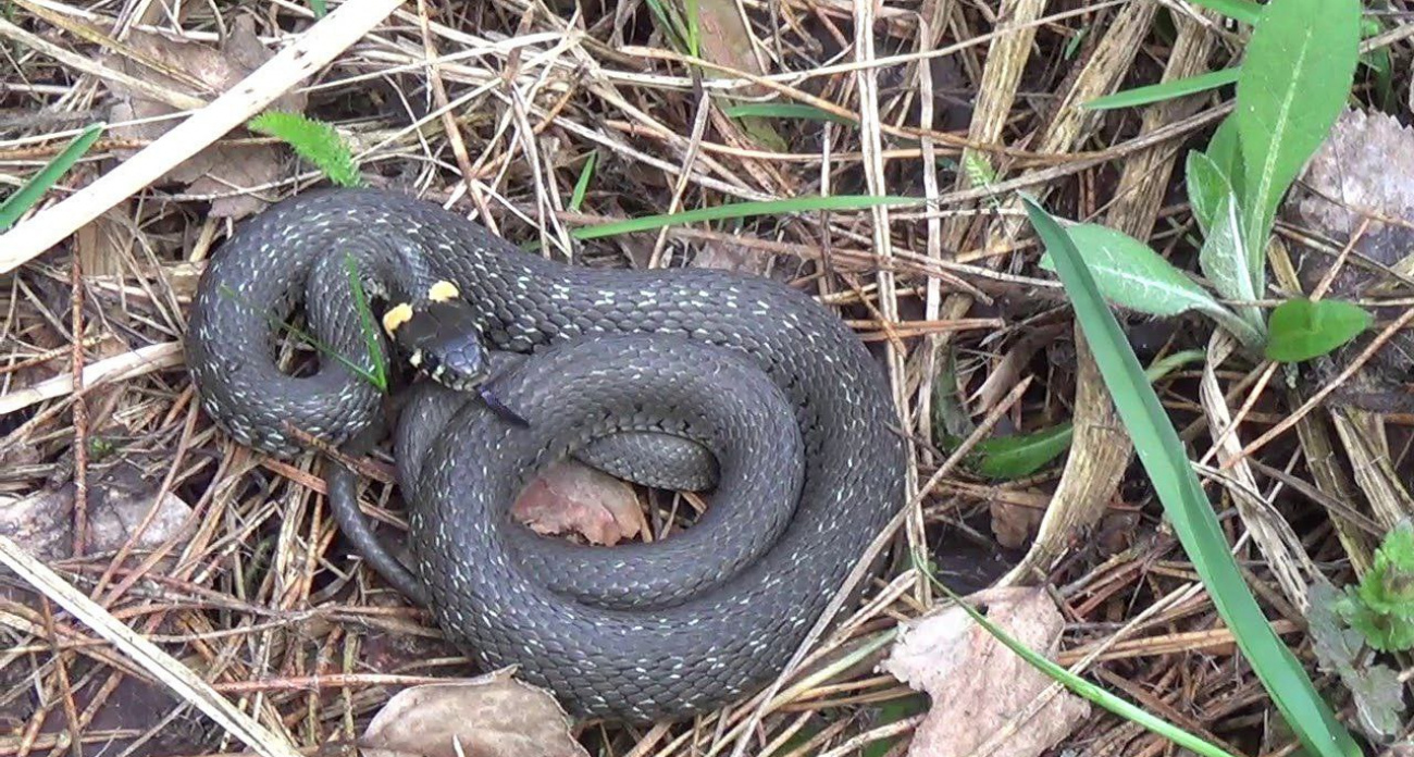 Какие змеи активизировались в Ярославской области