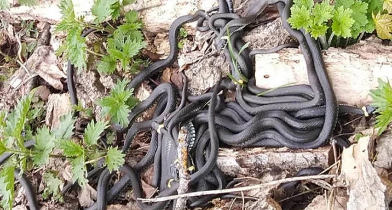 Как вести себя при встрече со змеей: инструкция от МЧС из Ярославля