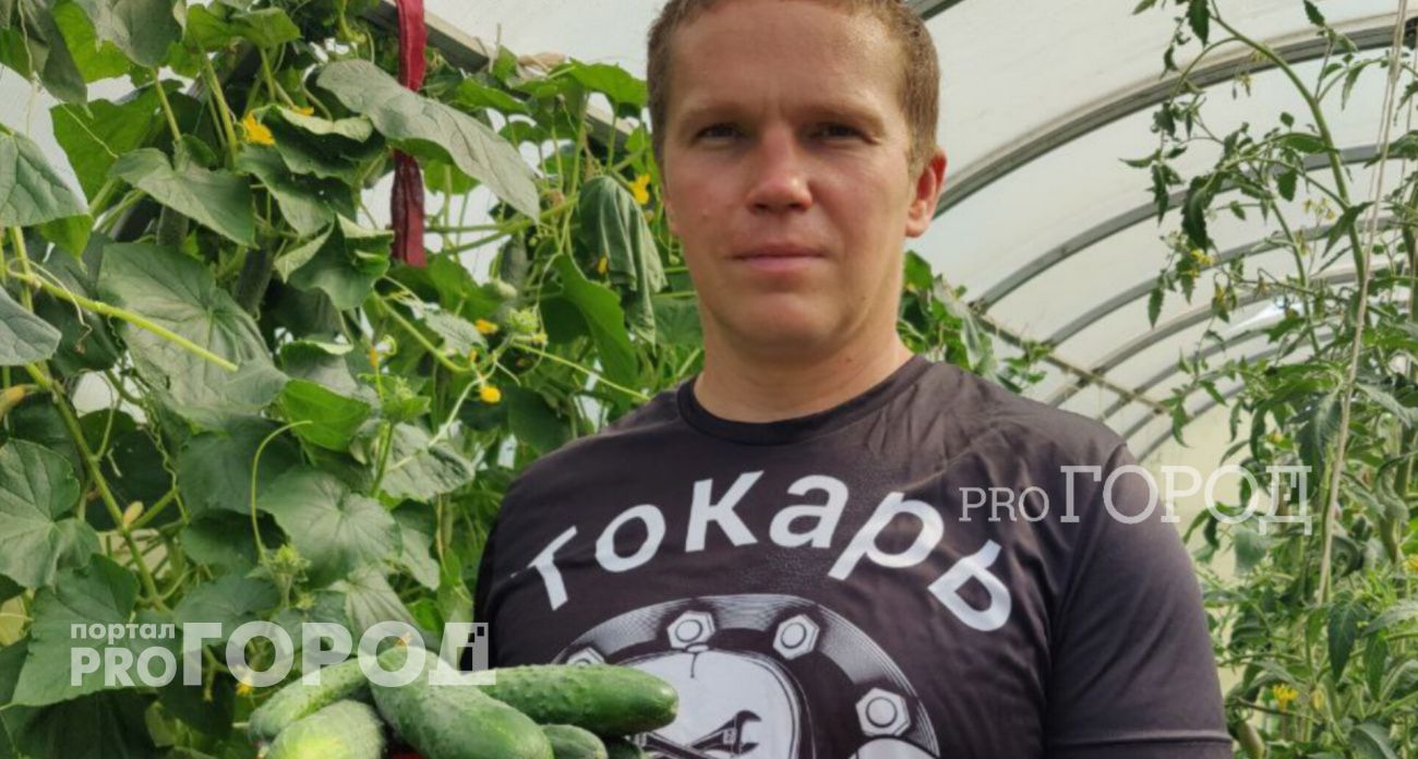 Как спасти урожай огурцов: секрет с поливом и травой раскрыл дачник из Ярославля