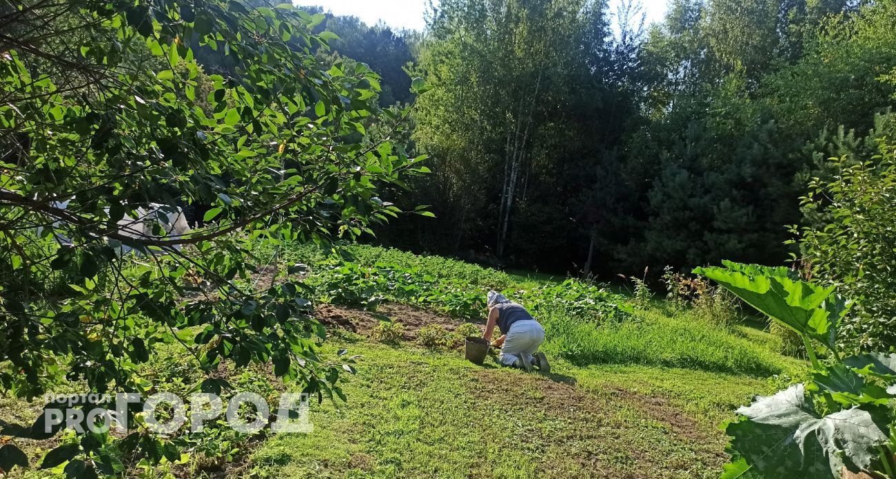 Черный дождь поставил под угрозу урожай на дачах ярославцев