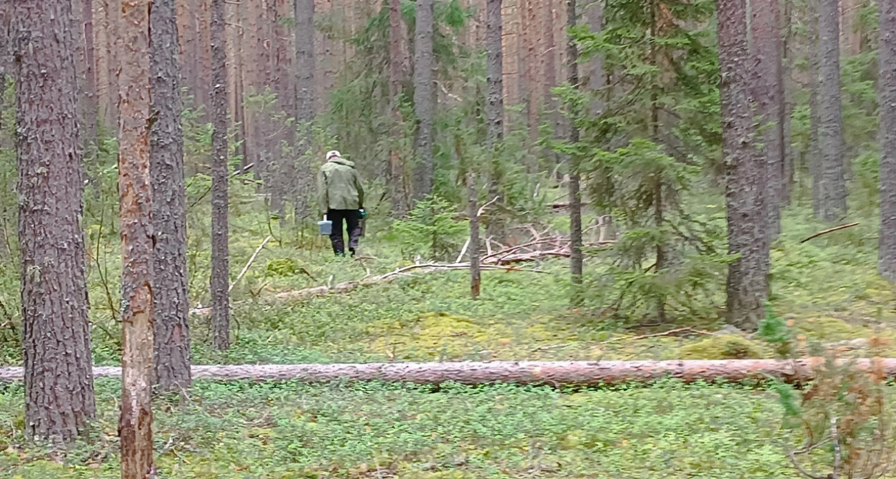 Ярославские грибники сообщают о следах медведей в лесу