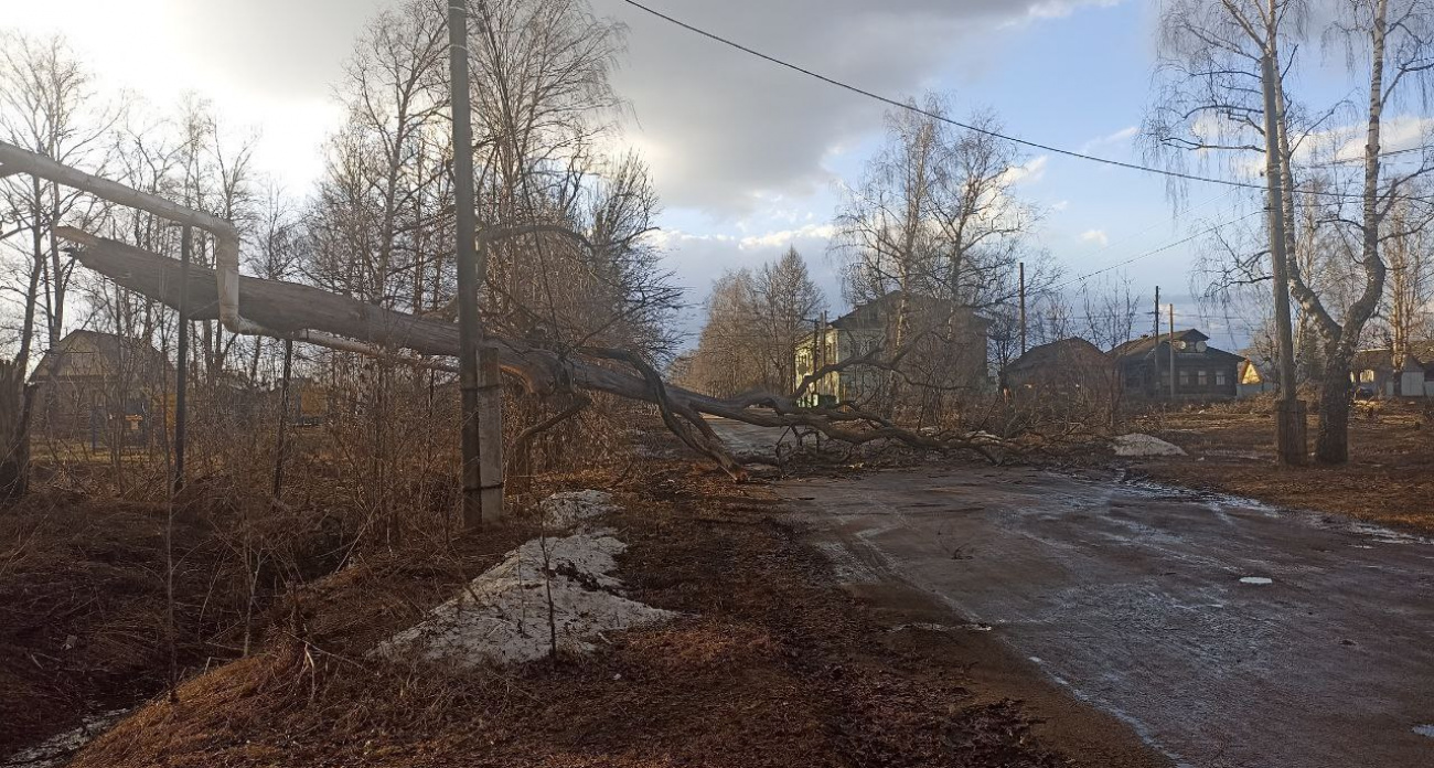 Придавленному деревом подростку из Тутаева водоканал заплатит 800 тысяч