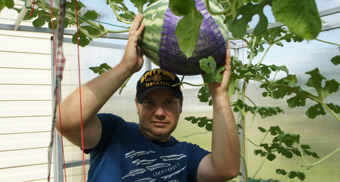 Житель Рыбинска выращивает сладкие арбузы прямо на даче: "Засохший хвостик - это миф"