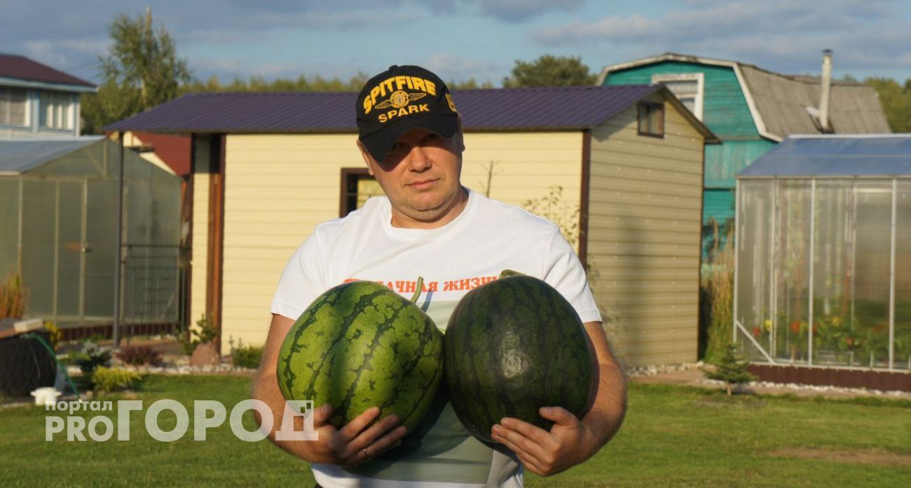 Огородник из Рыбинска развеял мифы о правильном выборе арбуза: "Не смотрите на хвостик"