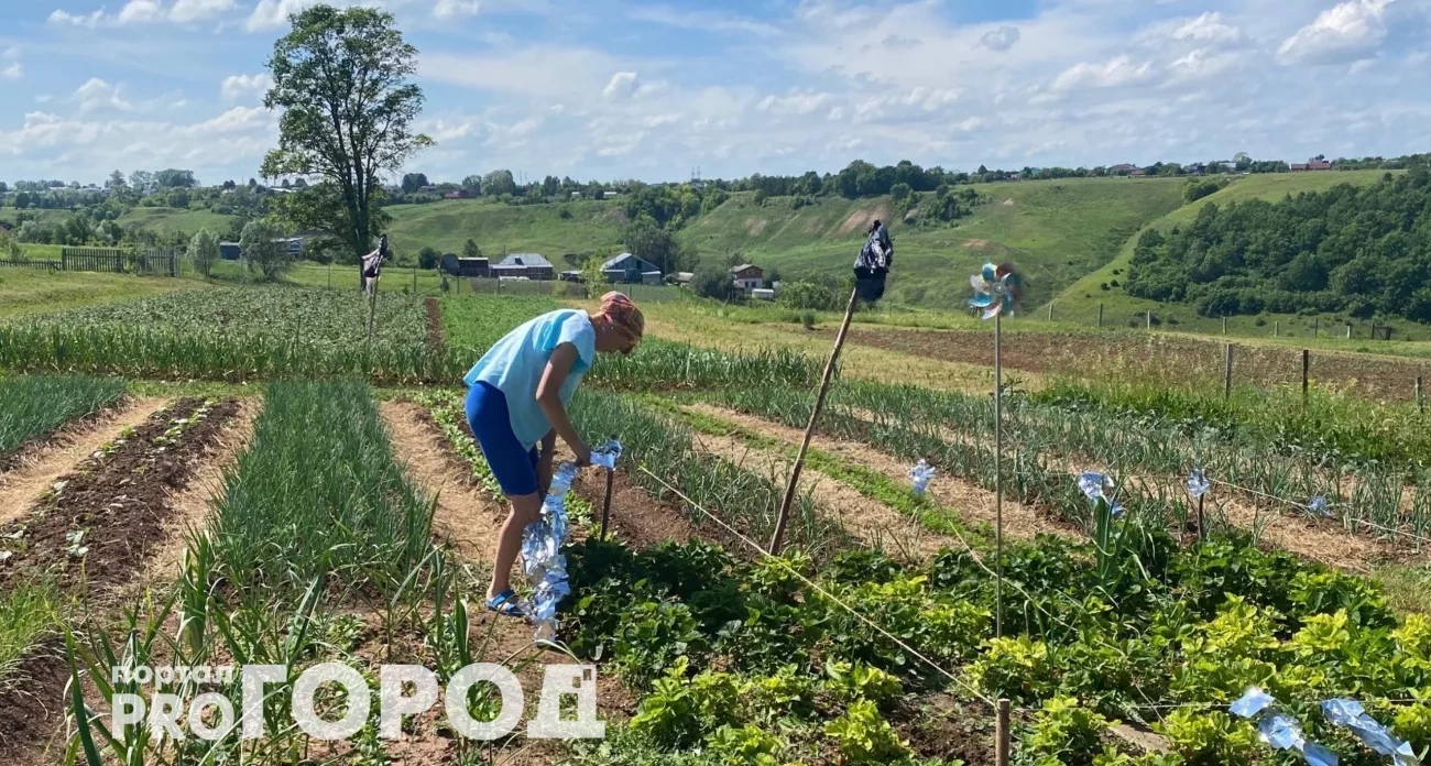 Сею в августе эти копеечные растения – почва превращается в чернозем, урожай увеличивается в 2,5 раза