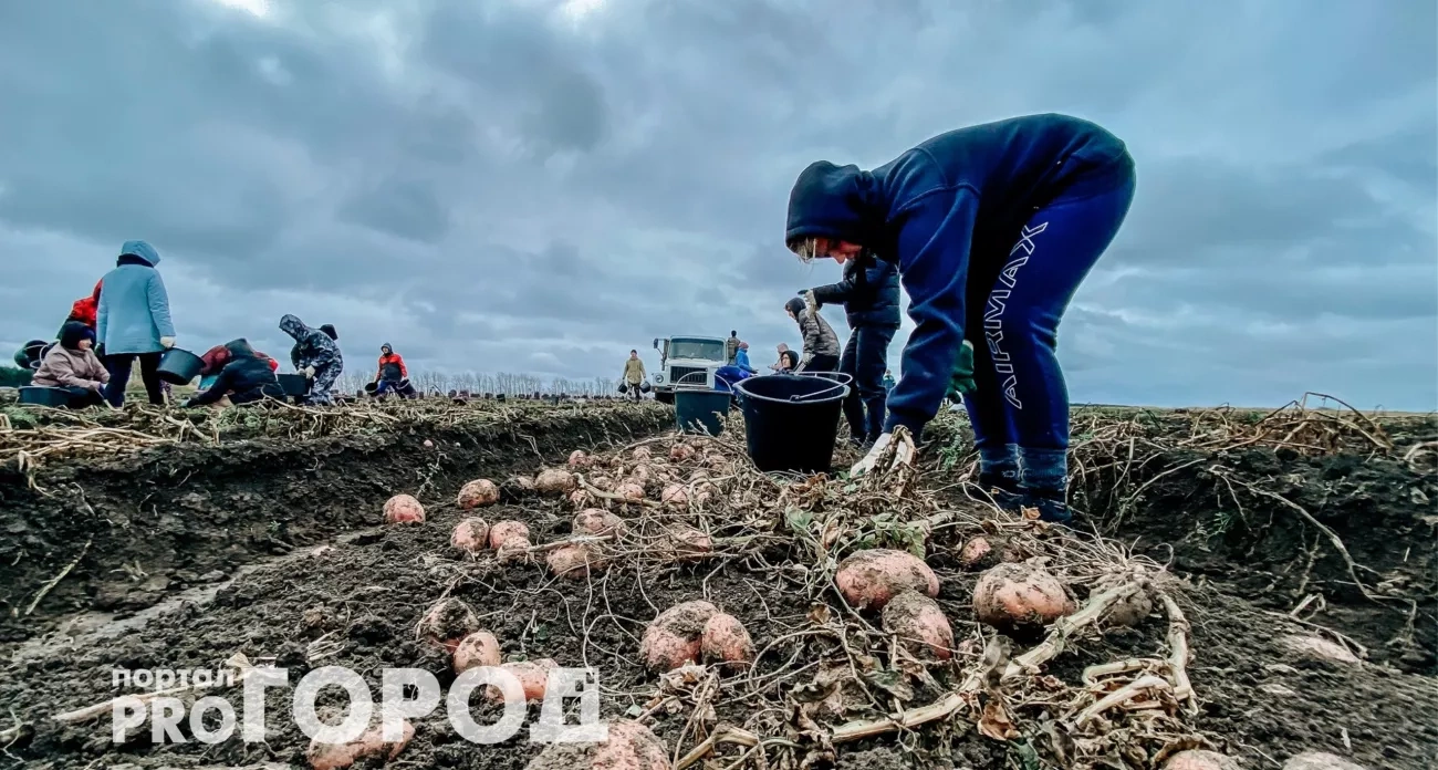 Забудьте про навоз навсегда: этот сидерат увеличивает урожай в 2,5 раза без химии