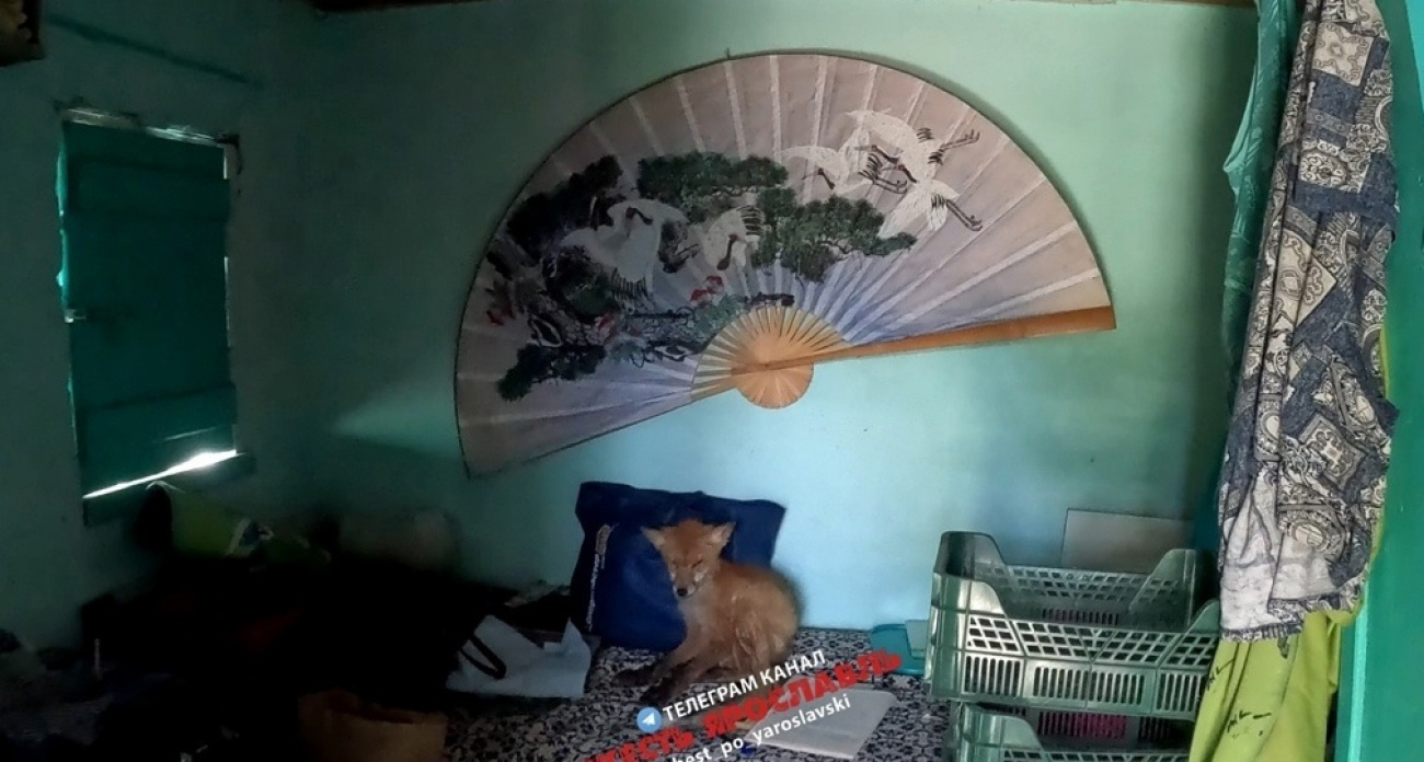 В Ярославской области больная лиса умерла прямо на кровати