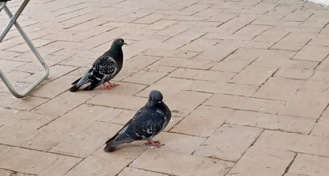 В Ярославском музее-заповеднике  спасли двух связанных  голубей 