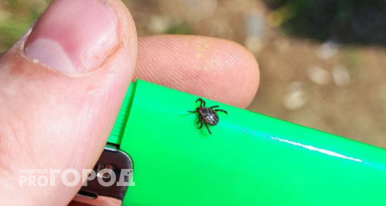 Клещи покусали 1130 ярославских детей