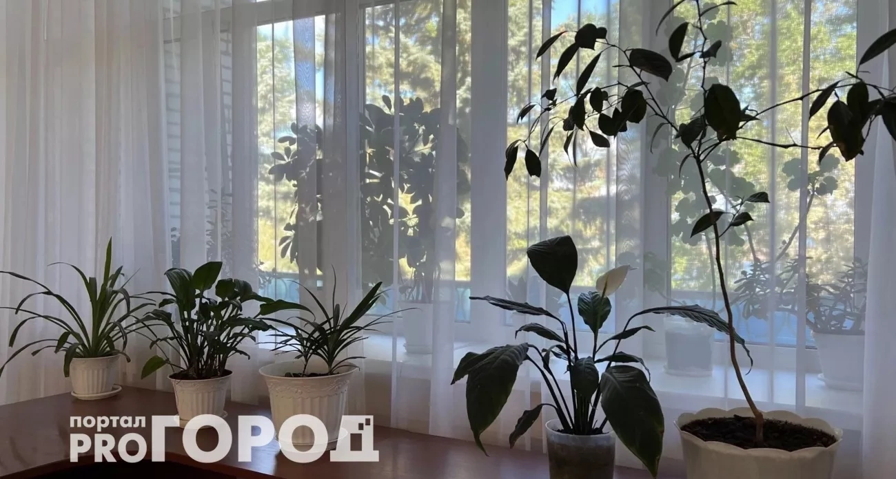 Эти три растения-вампира высасывают силы и здоровье — срочно уберите их из дома