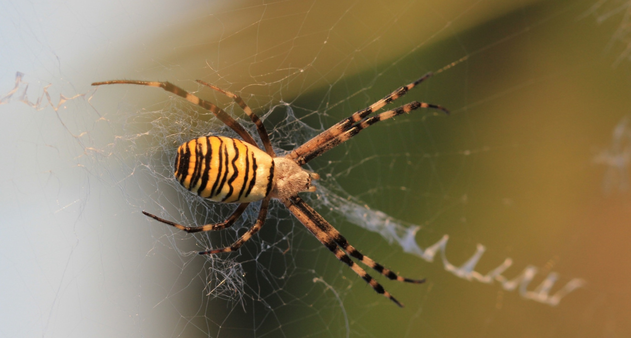 Под Ярославлем встретили ядовитых пауков-ос: "Умерщвляют добычу ядом"
