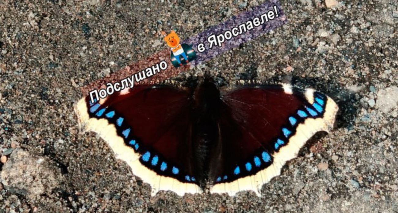 Бабочки-траурницы в Ярославле предвещают резкое потепление