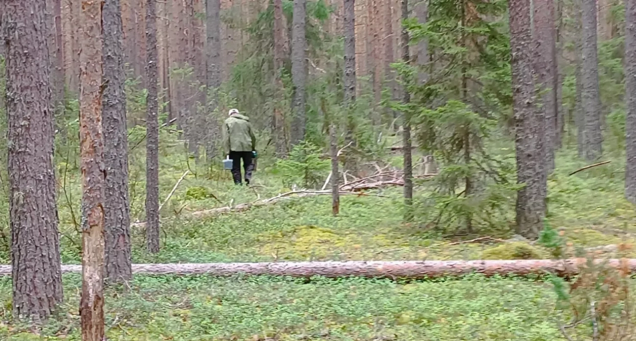 Из лесов Ярославля грибники приносят кровососущих насекомых вместо грибов