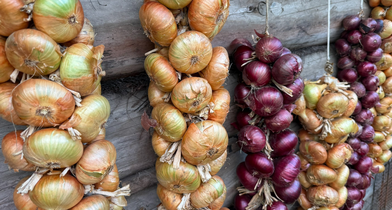 Храню лук круглый год без единой гнилой луковицы: больше всего нравится плести косы 