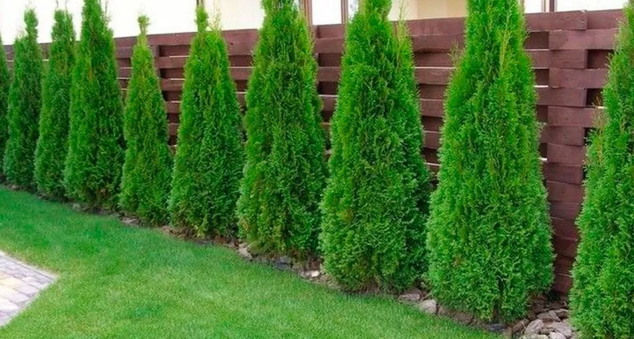 Запомните раз и навсегда: эти 5 многолетников создадут живую изгородь, которая будет радовать десятилетиями