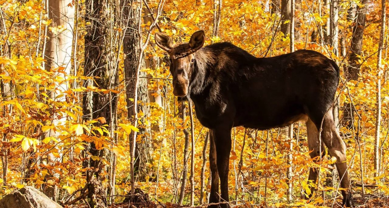 Разрешения на охоту в Ярославской области сократят