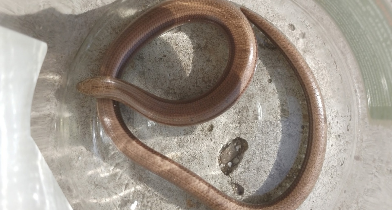  На дачи жителей Ярославля начали выползать змеи