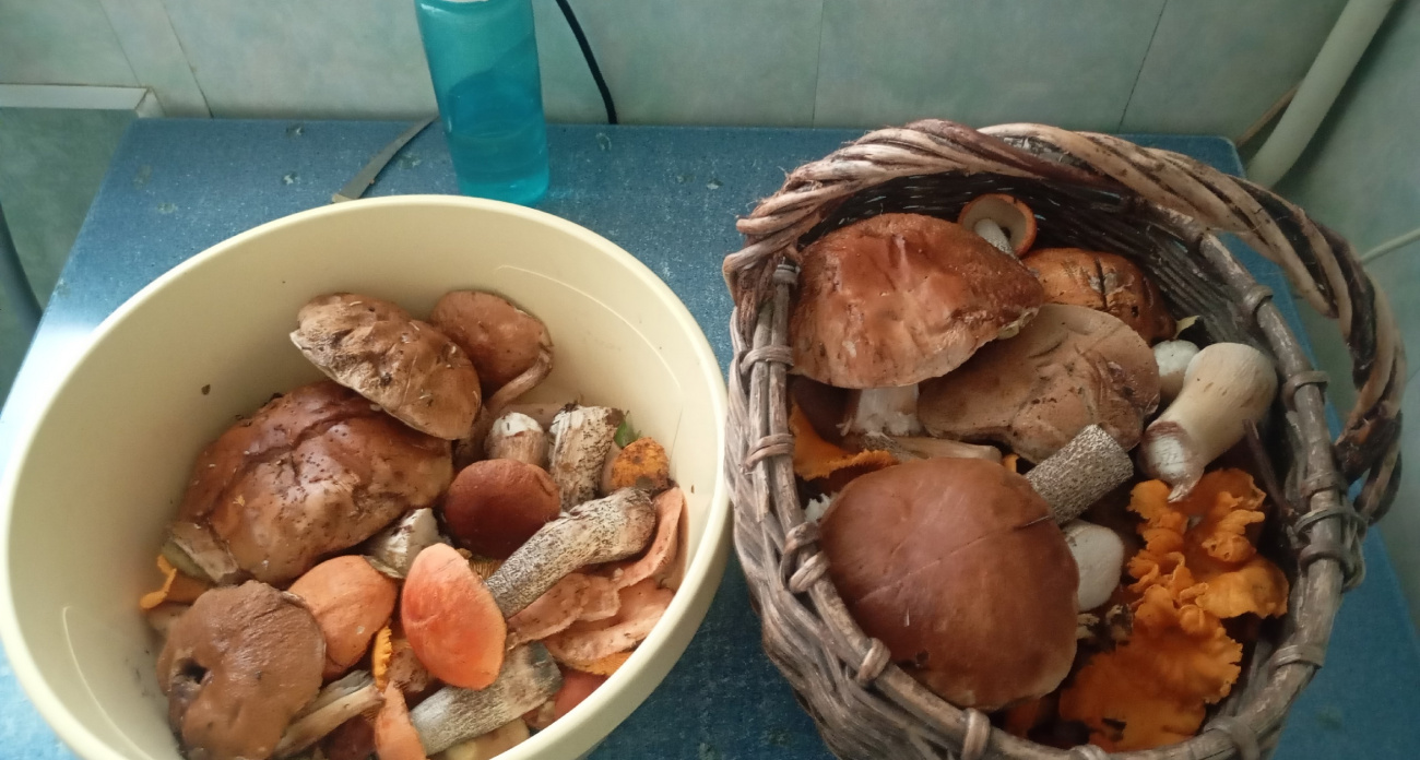  Грибов так много, что ярославцы оставляют их в лесу