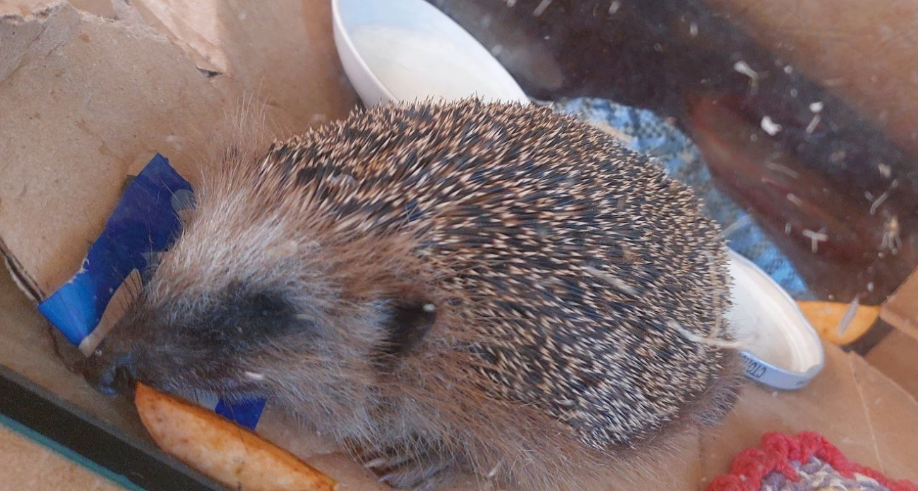 В Тутаеве дети сыграли в футбол живым ежом