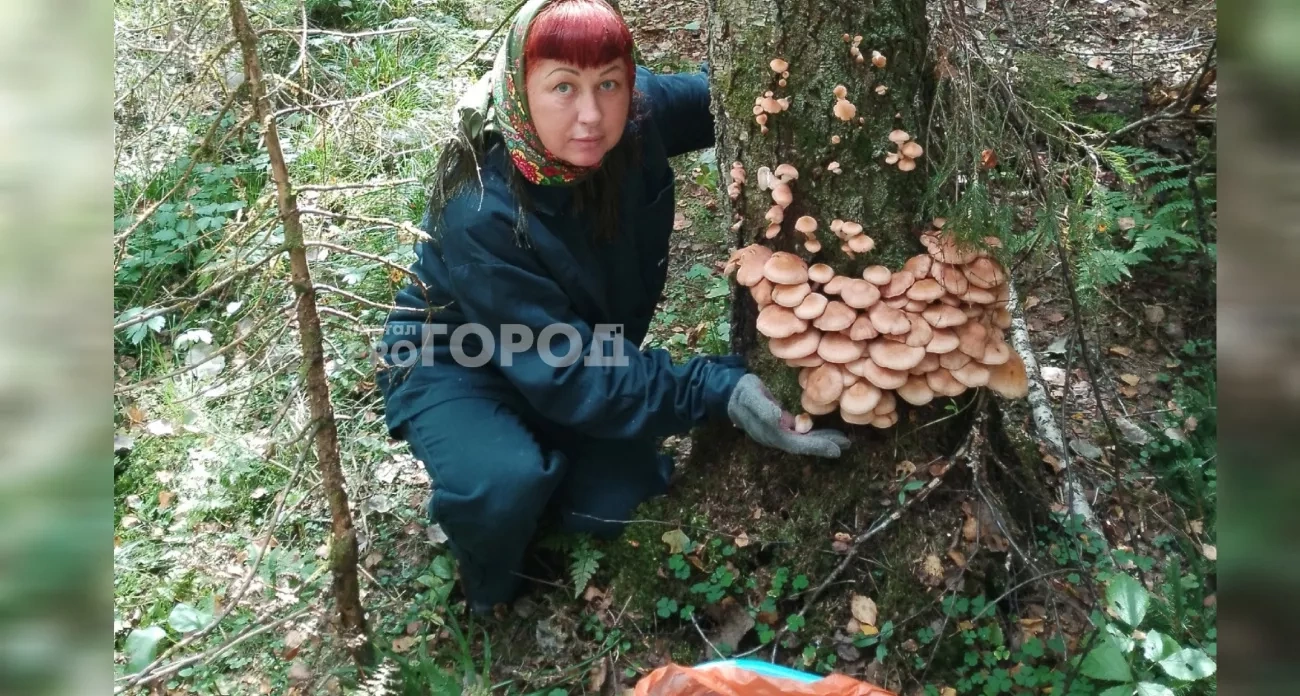 Назвали ярославские леса, кишащие опятами