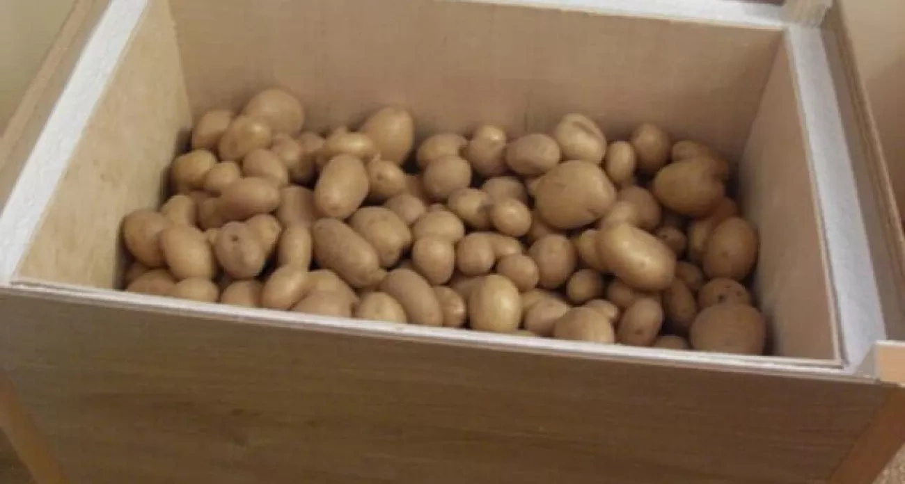 Дачник раскрыл секрет: как три мешка картофеля пролежали в квартире до весны без единой гнилой