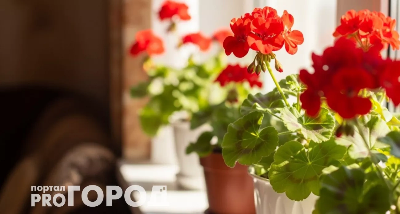 Почему герань нельзя дарить на день рождения и где в доме она притягивает беду