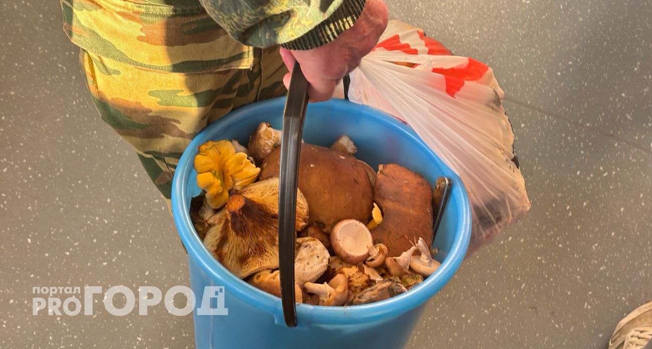  В Ярославле составили карту толстоногих опят