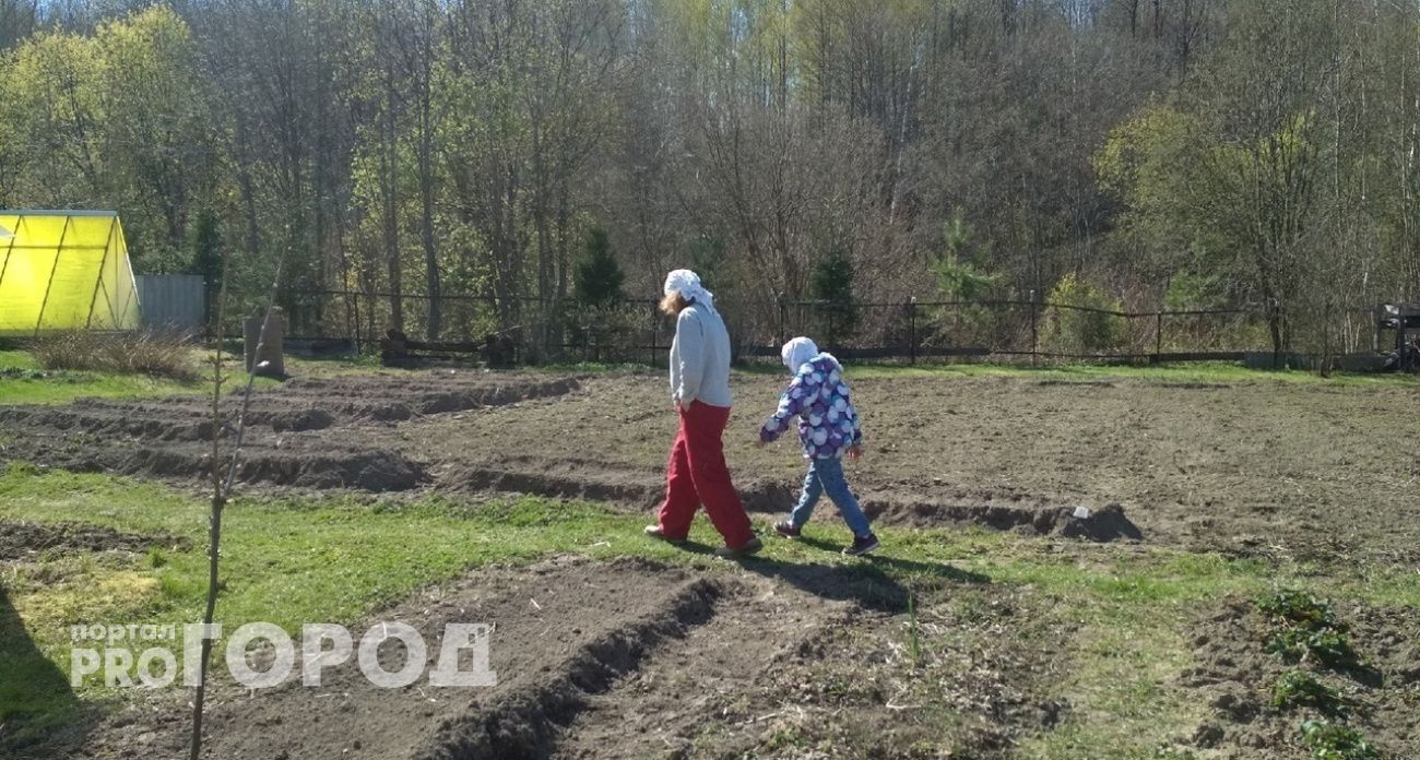 Дачников из Ярославля экстренно предупредили о гибели урожая из-за резких заморозков 