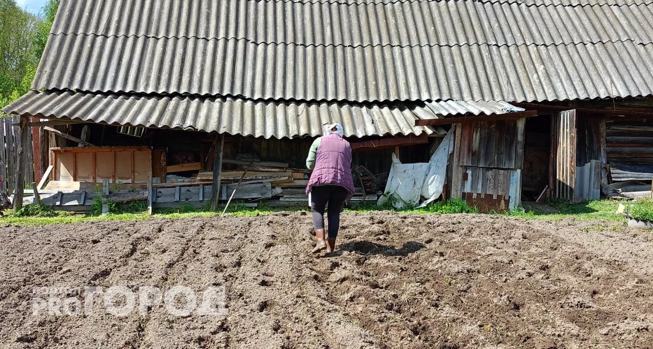 Один килограмм этих семян заменит тонны навоза: что опытные садоводы сеют в сентябре вместо удобрений