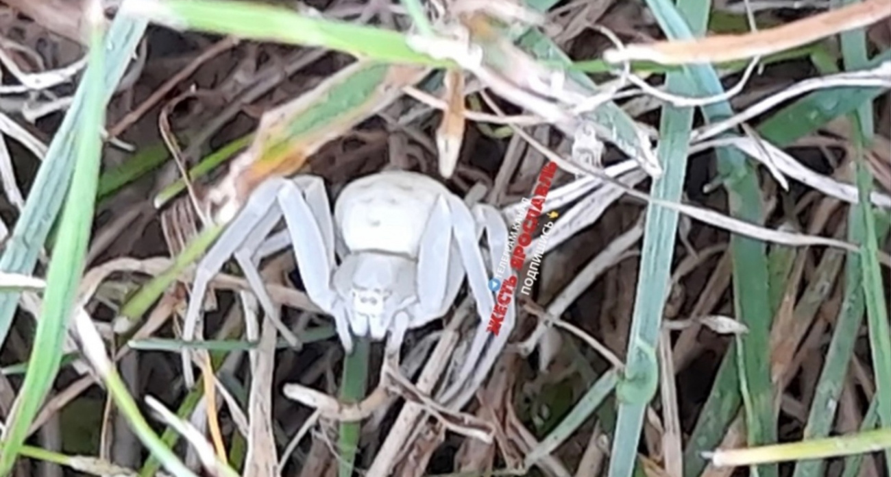 Дачники из Ярославской области встретили ядовитых южных пауков