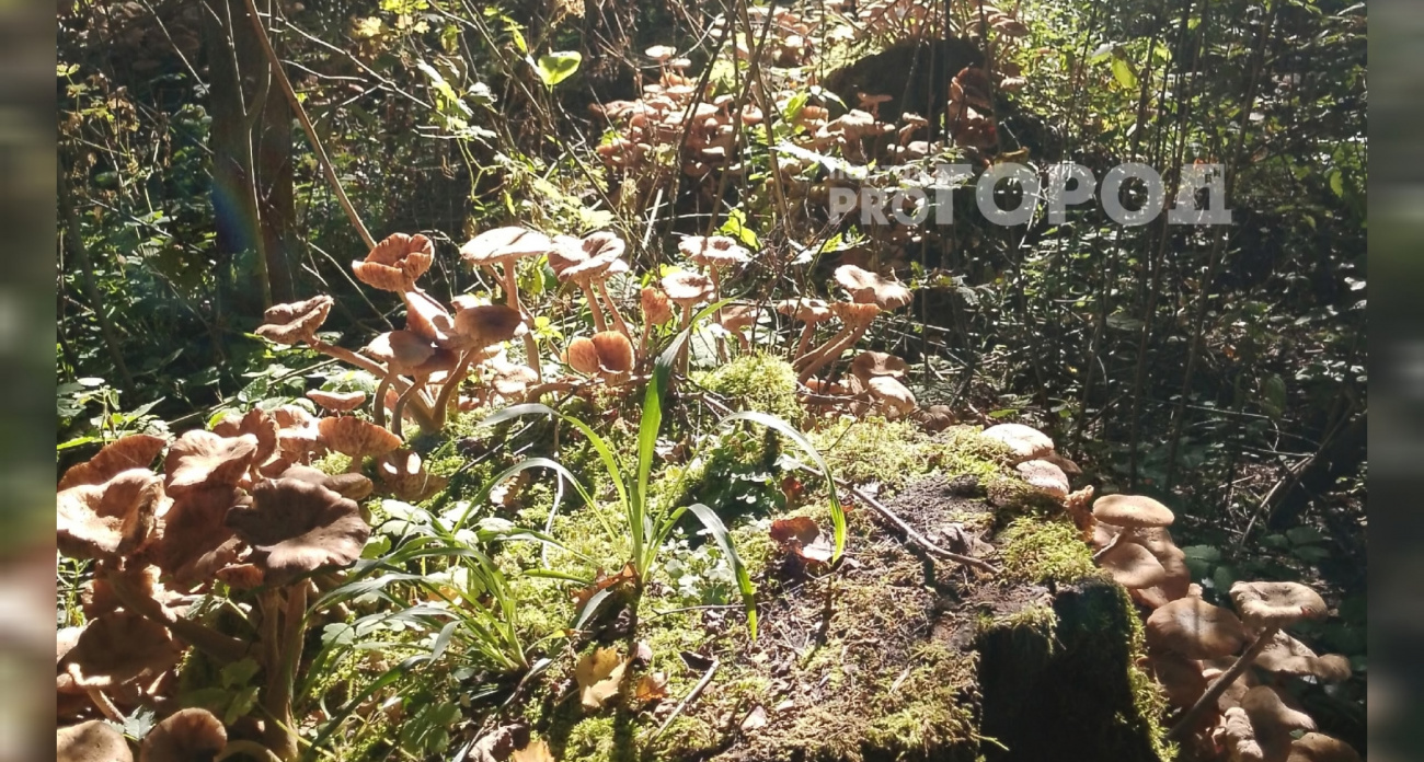 Жители Ярославля вывозят толстоногих опят целыми багажниками