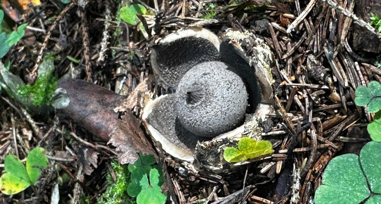 Под Ярославлем нашли редкие грибы в виде звезды