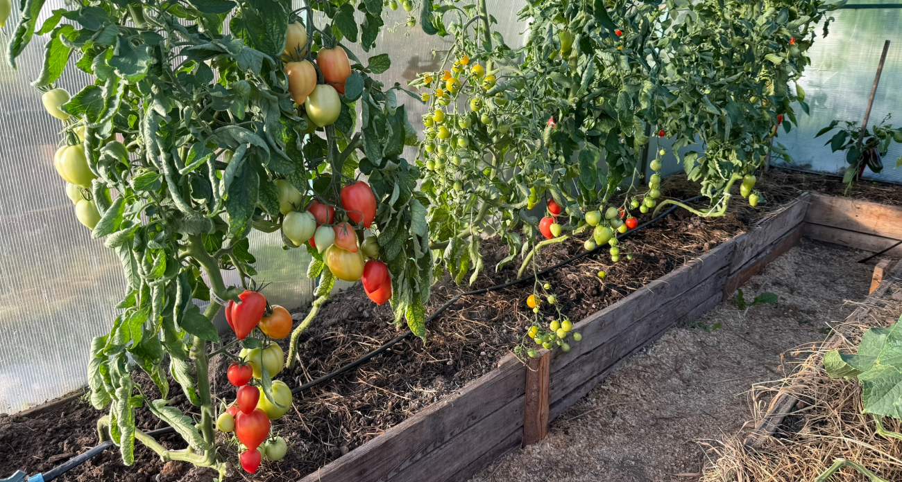 Проливаю грунт "домашней" смесью осенью: летом собираю по ведру томатов с ведра  