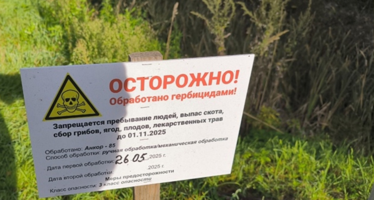 Грибники предупреждают об опасности сбора грибов из-за обработки от борщевика