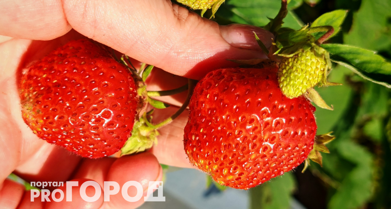 Готовлю грядку под клубнику уже осенью: урожая будет вдвое больше – пробую не первый раз