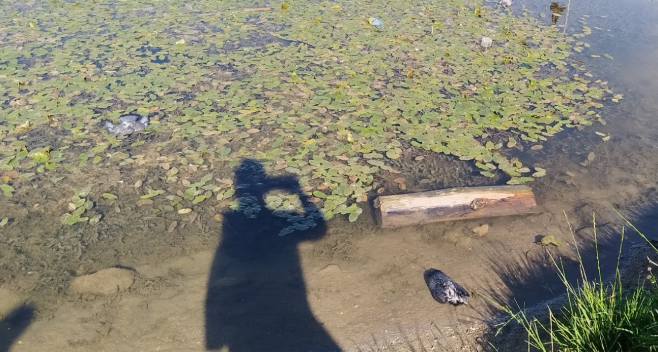 В Ярославле массово гибнут голуби