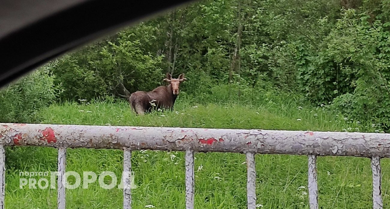 Жителей Ярославля предупредили об опасности лосей во время гона