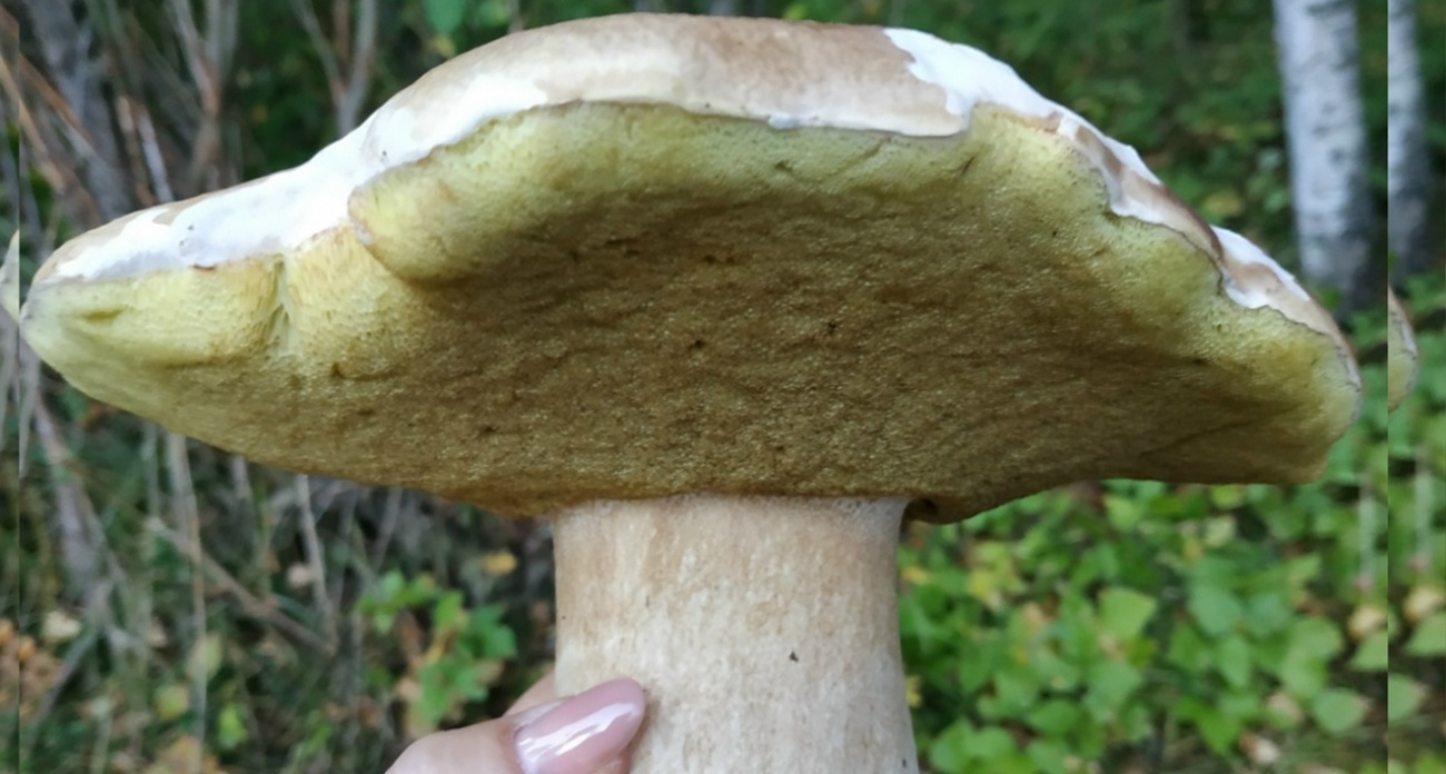 Где в ярославских лесах искать полукилограммовые белые грибы