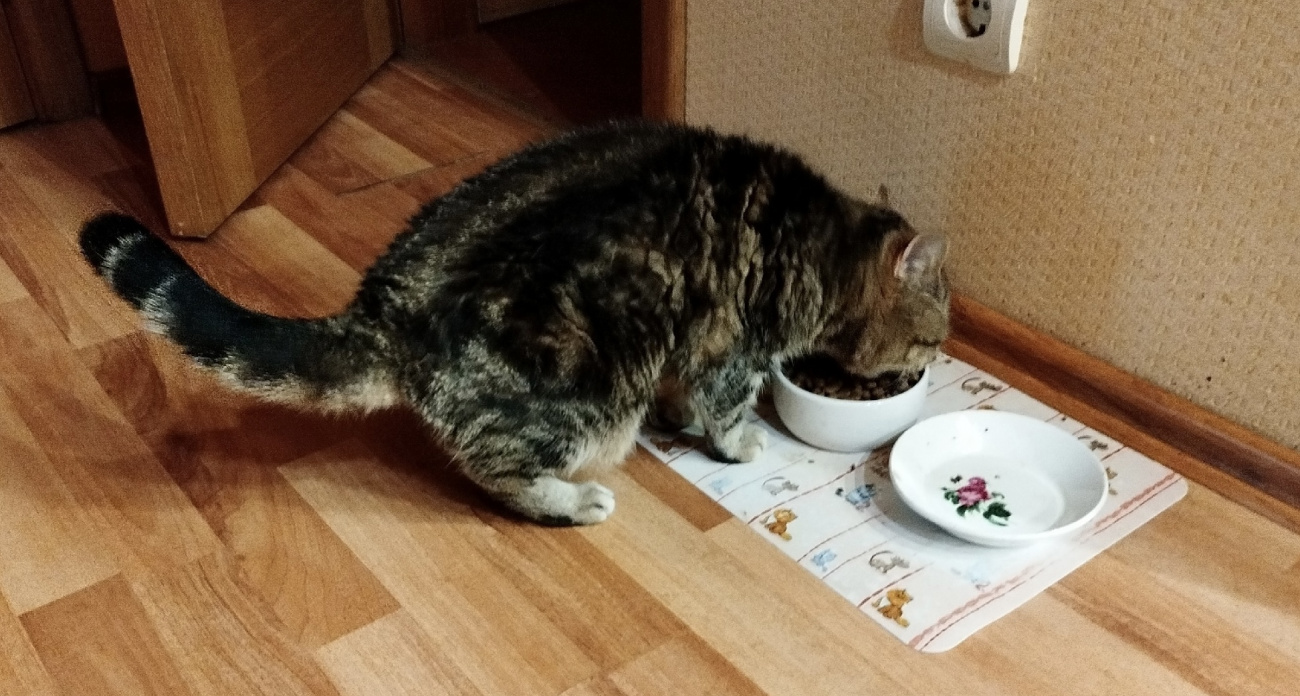 Сколько раз в день нужно кормить кошку: будет здоровая и счастливая 