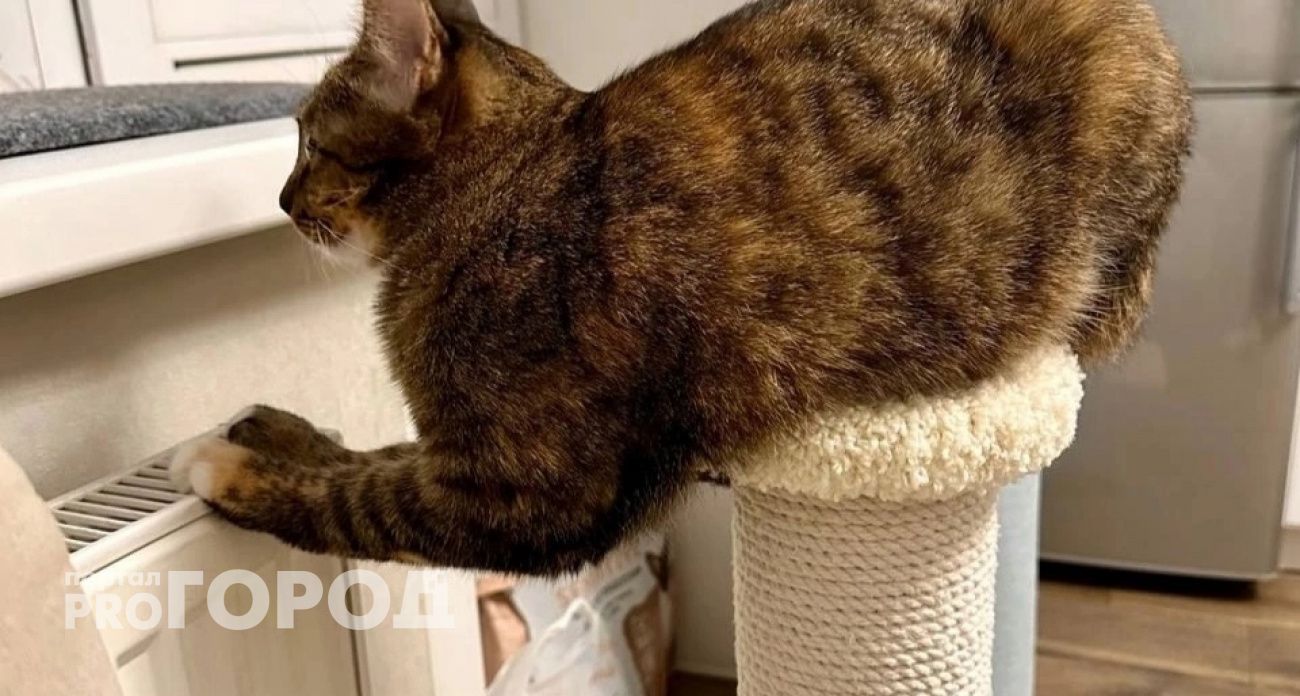 Когда в Ярославской области дадут отопление, ответили профильные службы