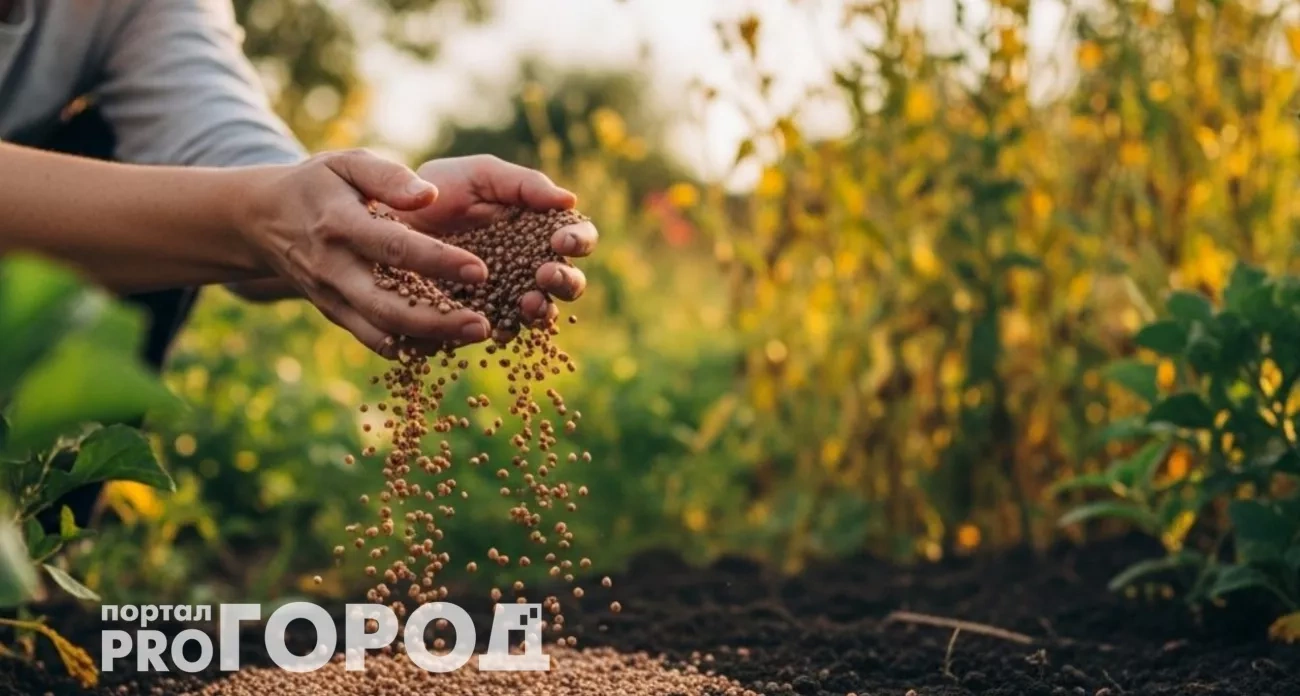 Рассыпаю эту крупу за 20 рублей по огороду в октябре: весной соседи не верят своим глазам