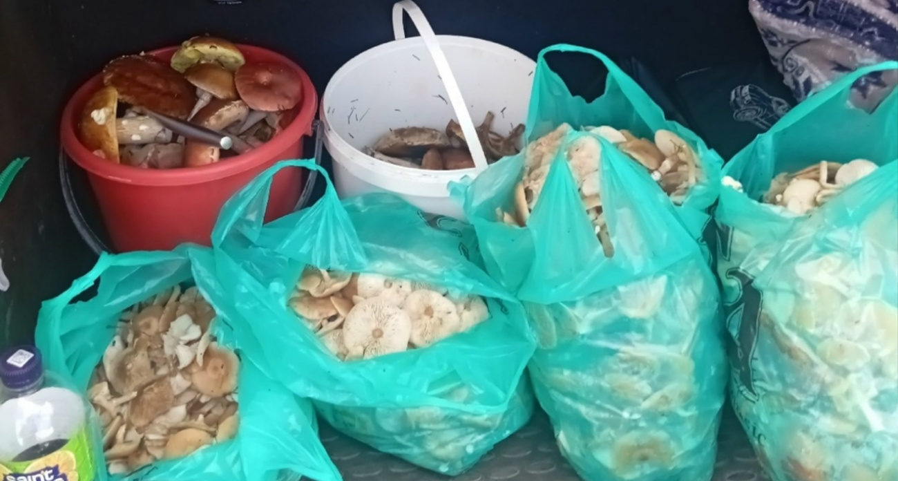 Опята гребут багажниками: назвали самые грибные места Ярославской области